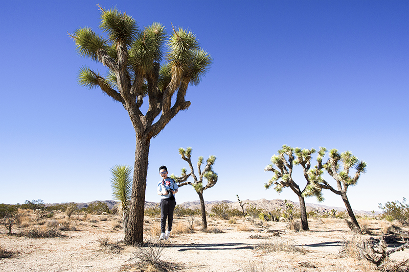 joshuatree
