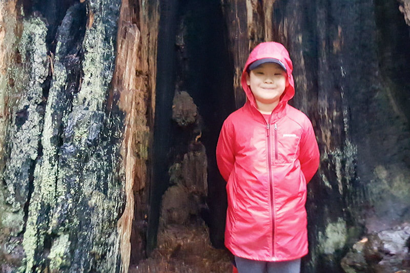 redwood