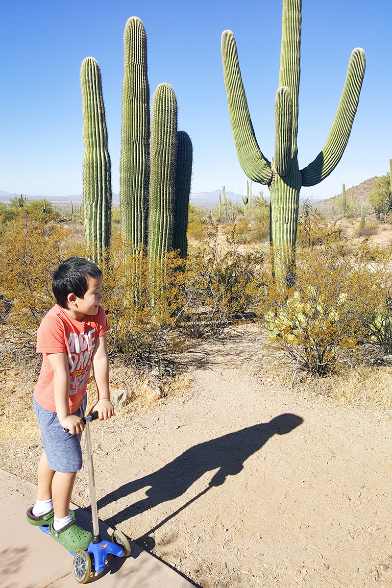 saguaro